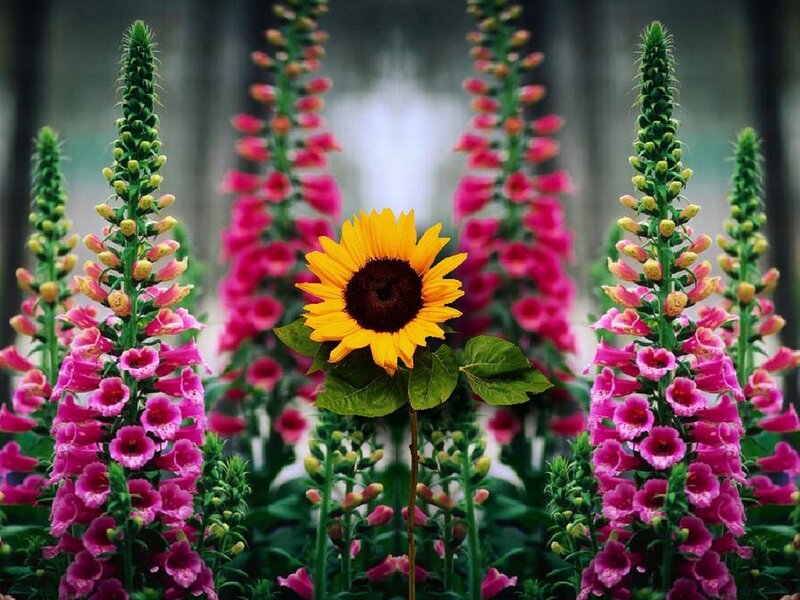 Sunflower Among Foxgloves — Yellow, Serene