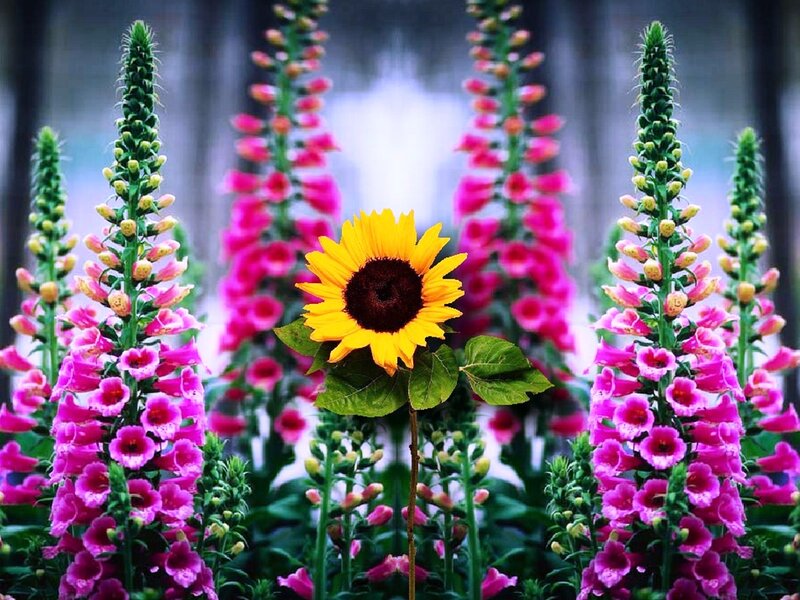 Sunflower Among Foxgloves — Yellow