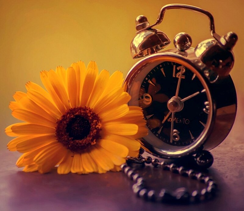 Sunflower and Alarm Clock
