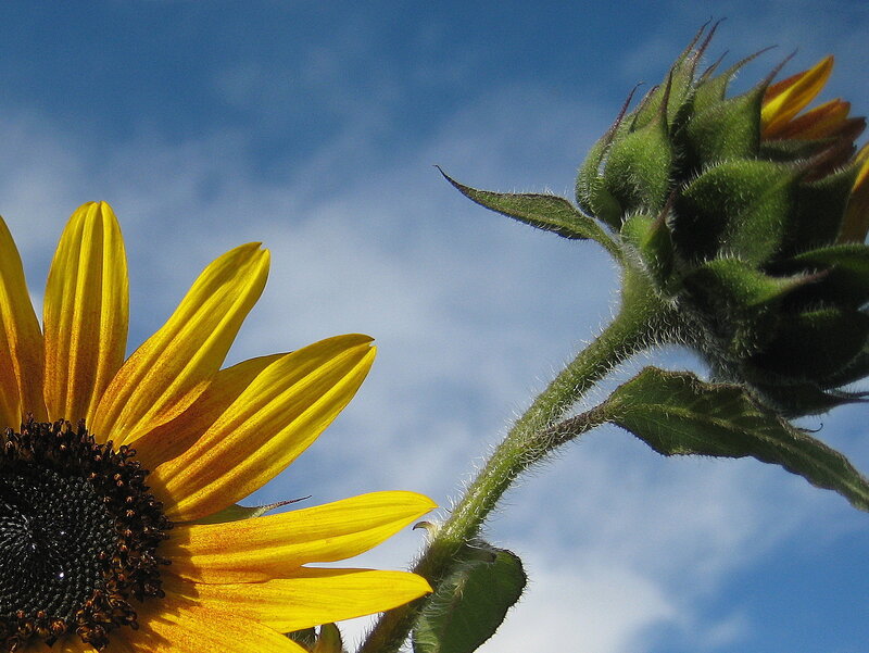 Sunflower and Bud