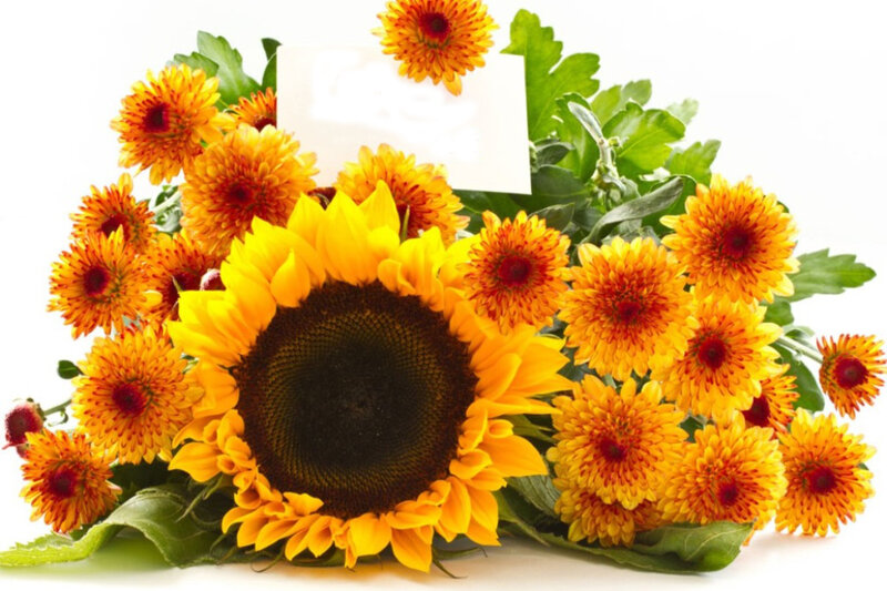 Sunflower and Chrysanthemums — Yellow, Bright, Photograph