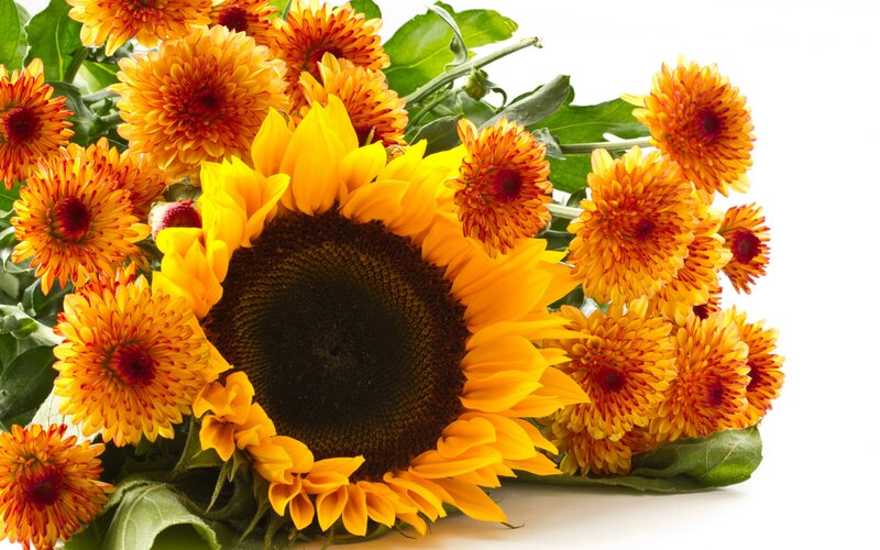 Sunflower and Chrysanthemums — Yellow, Bright
