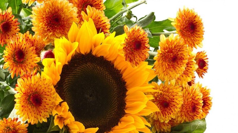 Sunflower and Chrysanthemums — Yellow