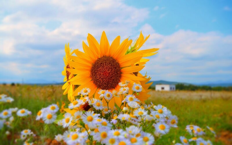 Sunflower and Daisies
