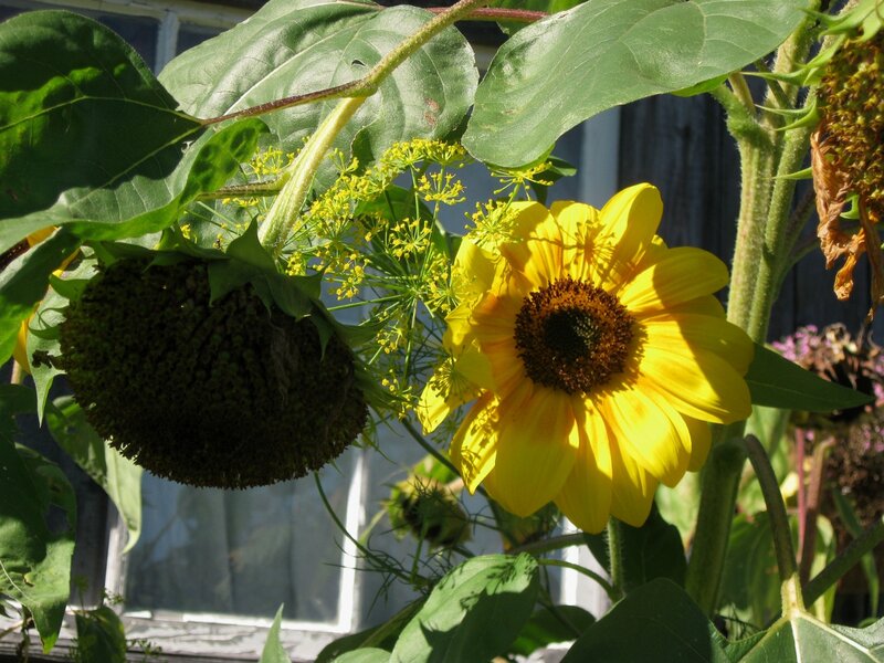 Sunflower and Dill Plant