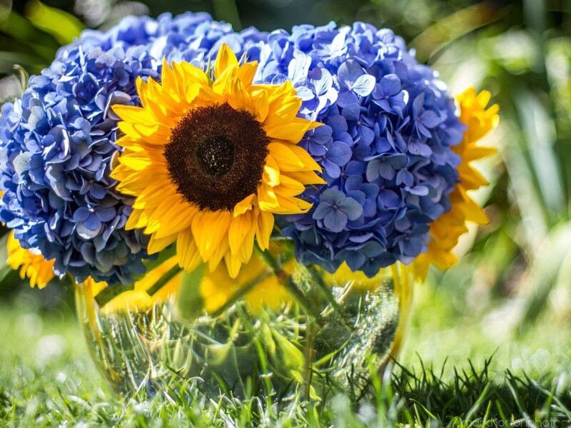 Sunflower and Hydrangeas — Blue