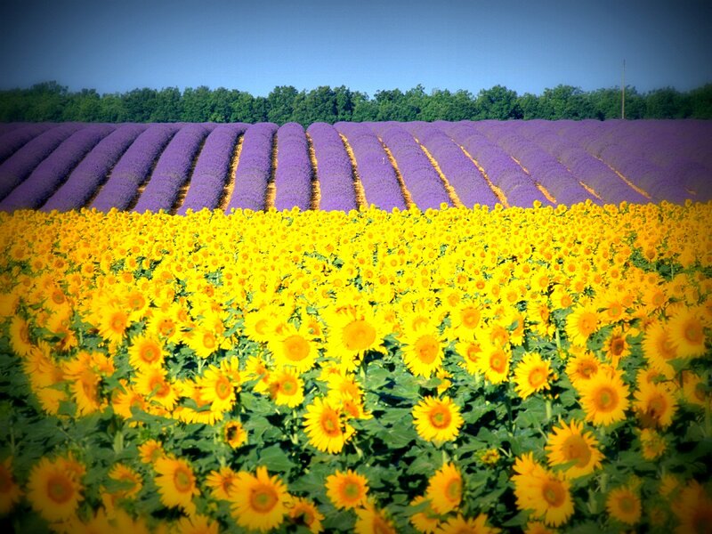 Sunflower and Lavender Fields — Yellow