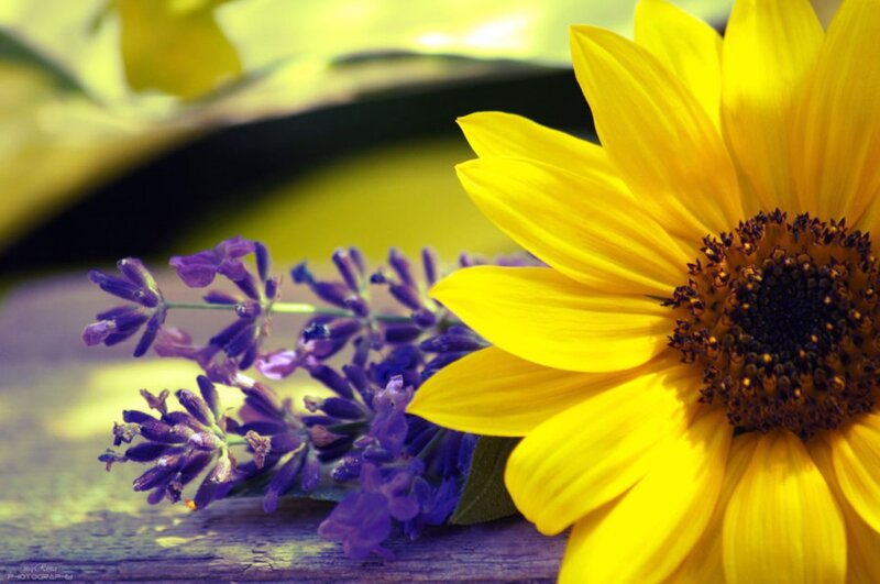 Sunflower and Lavender