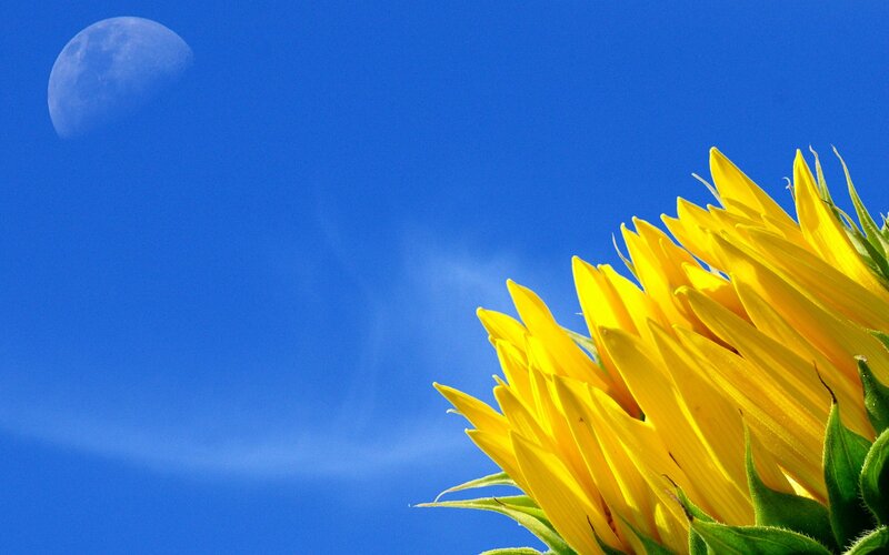Sunflower and moon in blue sky