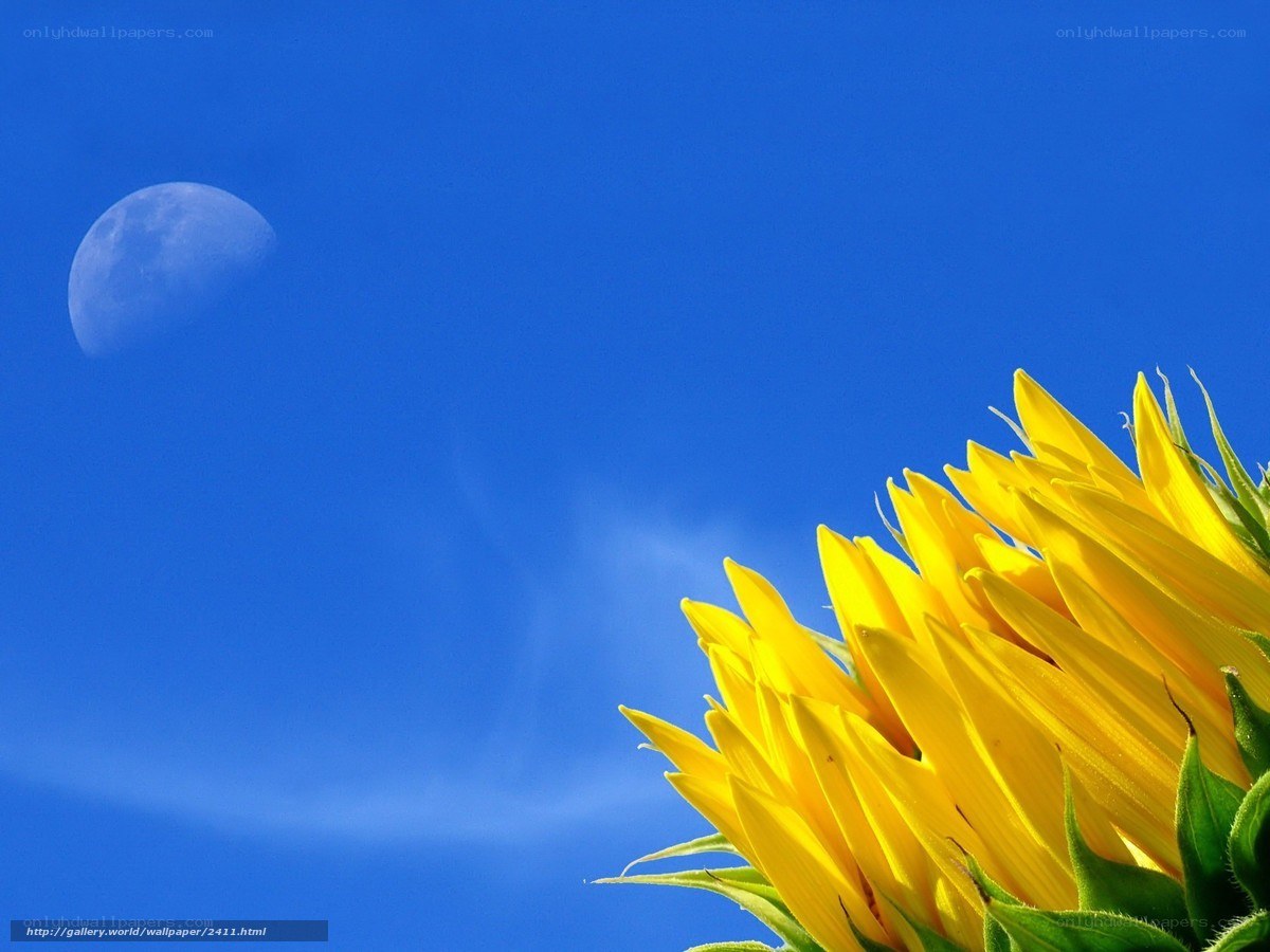 Sunflower and moon in blue sky