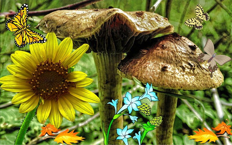 Sunflower and Mushrooms
