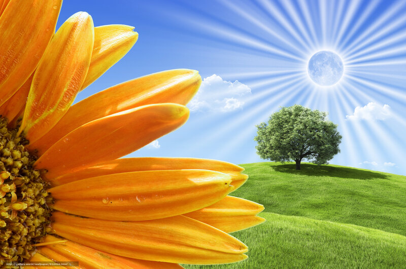 Sunflower and tree landscape