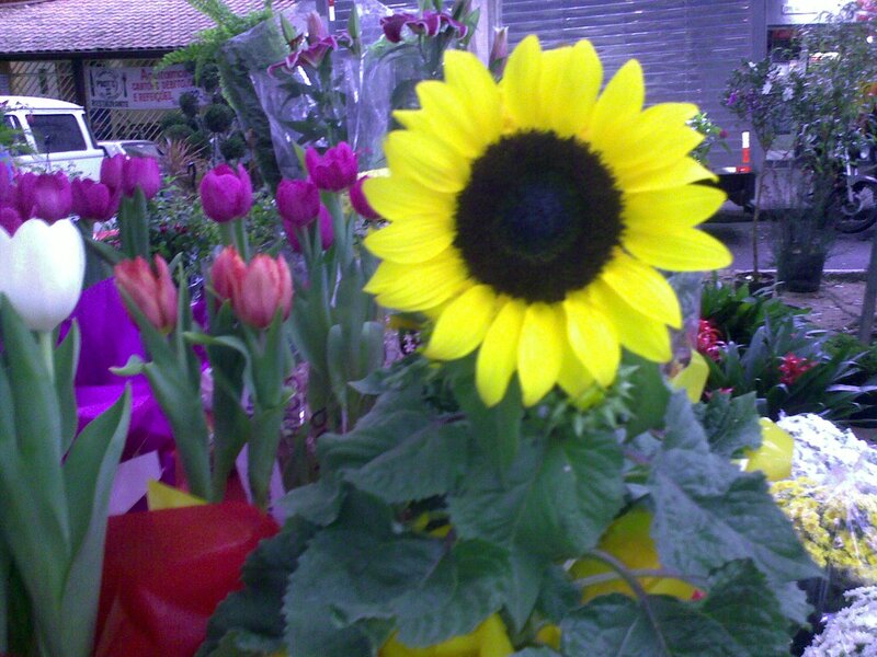Sunflower and tulips at a market