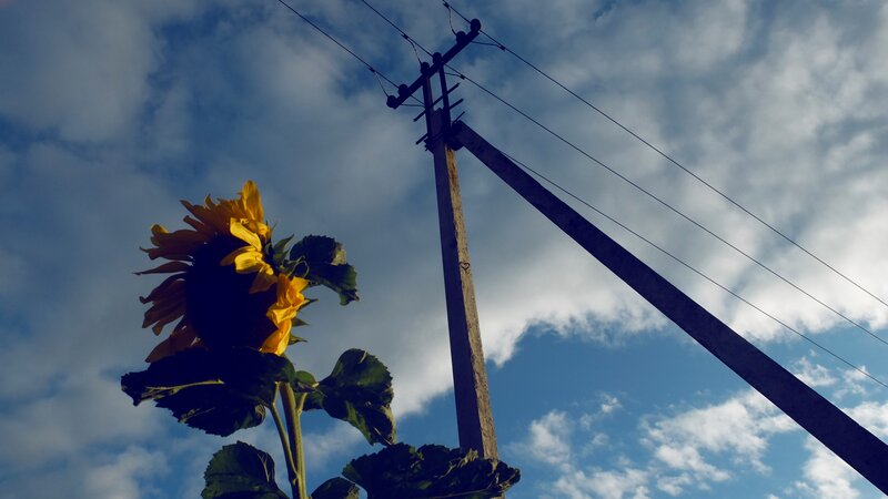 Sunflower and utility pole