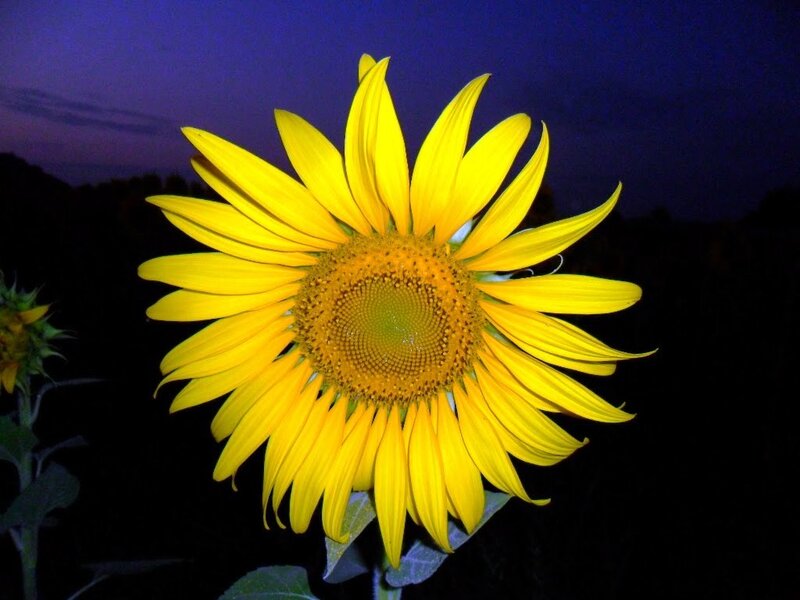 Sunflower at Dusk