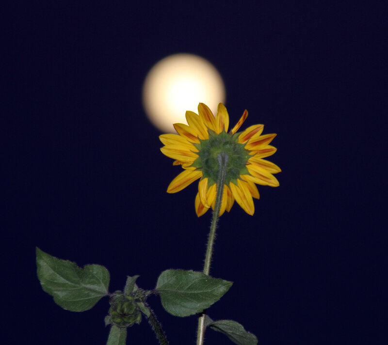 Sunflower at Night