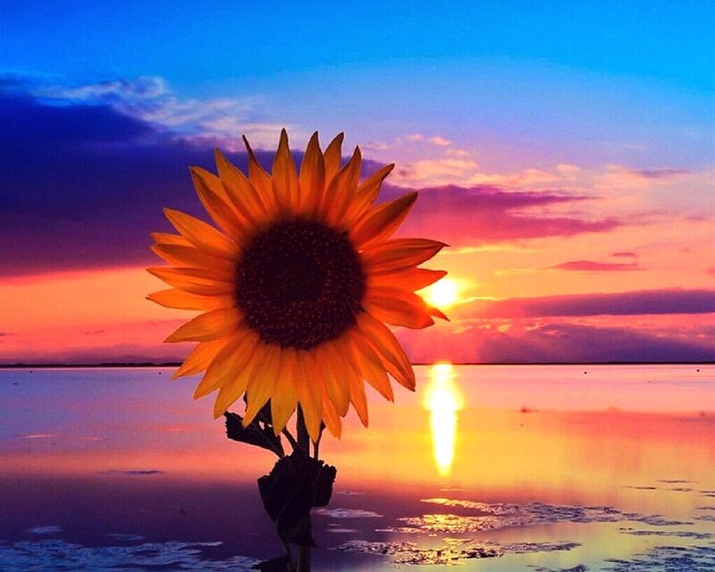 Sunflower at Sunset — Blue