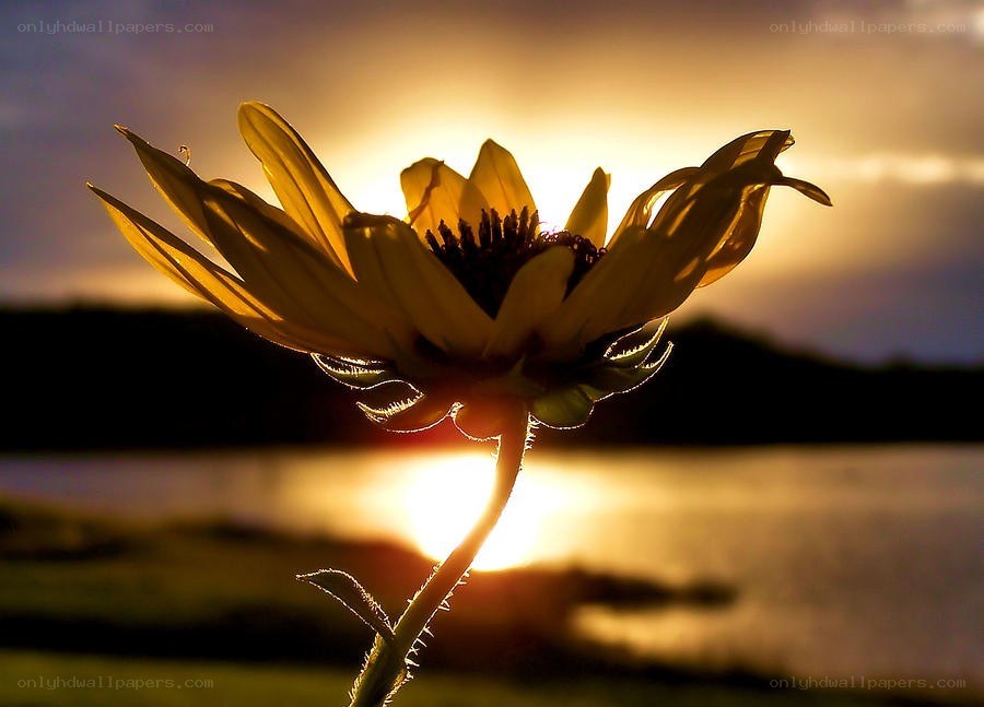 Sunflower at sunset by water