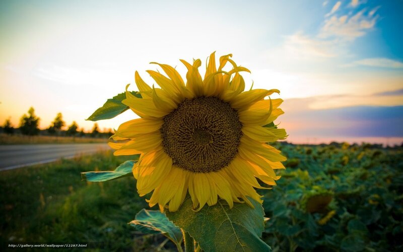 Sunflower at sunset
