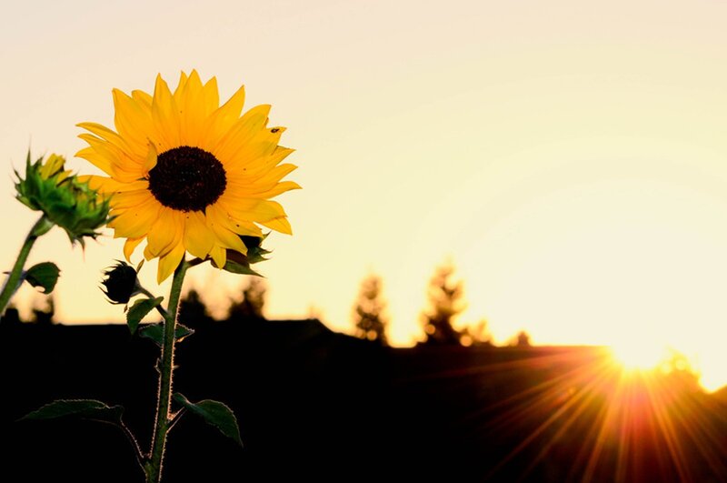 Sunflower at Sunset — Yellow, Serene, Photograph, Sun