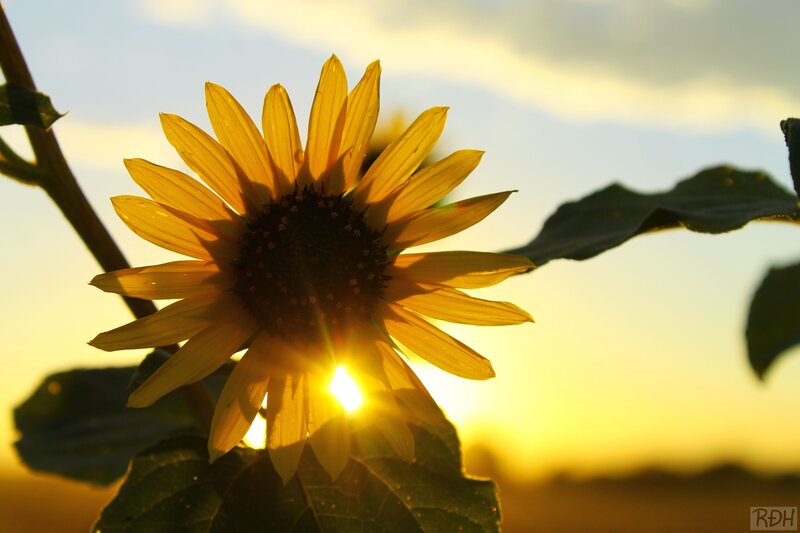 Sunflower at Sunset — Yellow, Serene, Photograph
