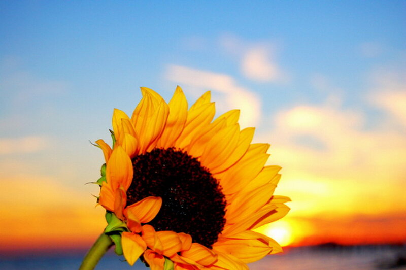 Sunflower at Sunset — Yellow, Serene