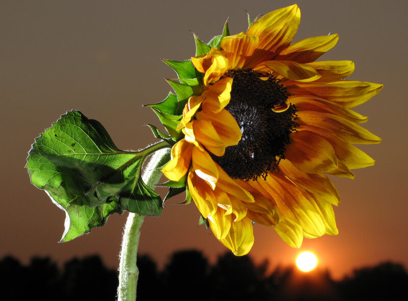 Sunflower at Sunset — Yellow