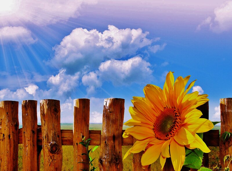Sunflower Behind Fence