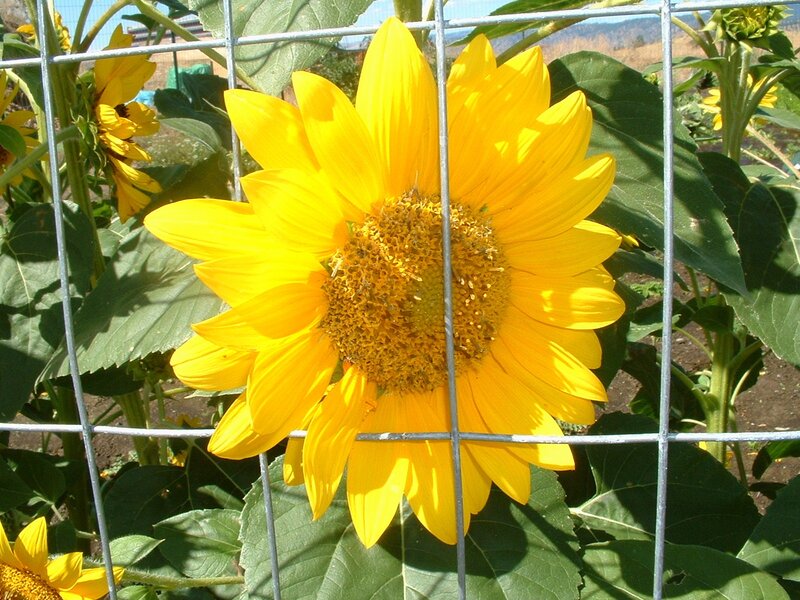 Sunflower Behind Fence — Yellow
