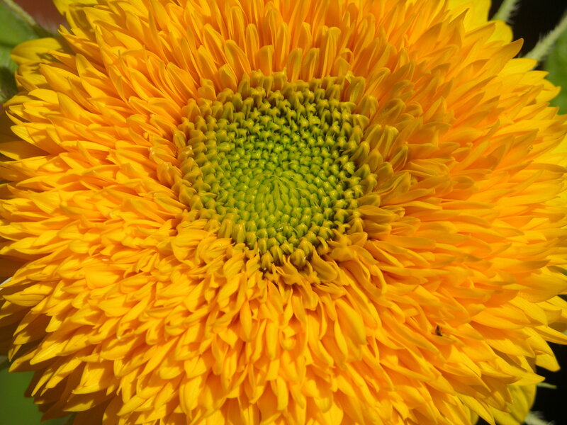 Sunflower Bloom