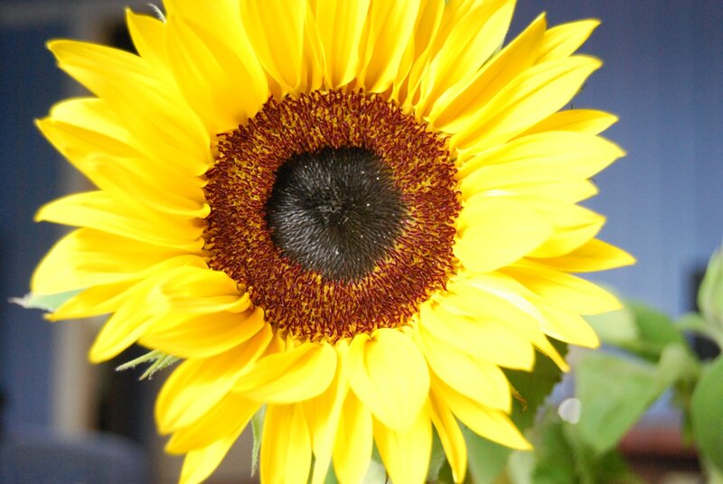 Sunflower Bloom — Yellow, Bright, Afternoon