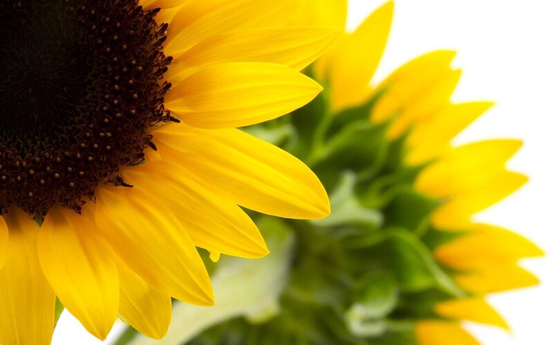 Sunflower Bloom — Yellow, Bright, Summer