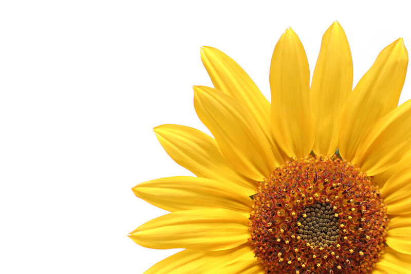 Sunflower Bloom — Yellow, Calm, Photograph