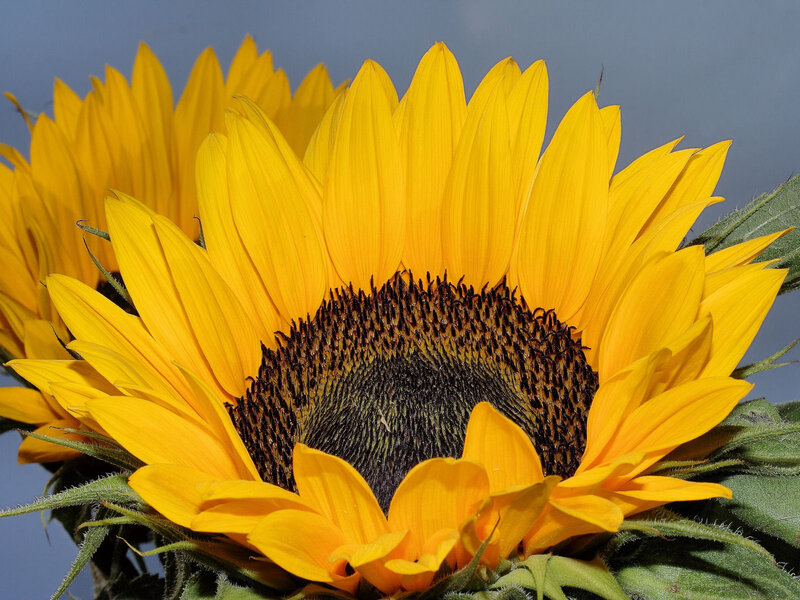 Sunflower Bloom — Yellow, Calm