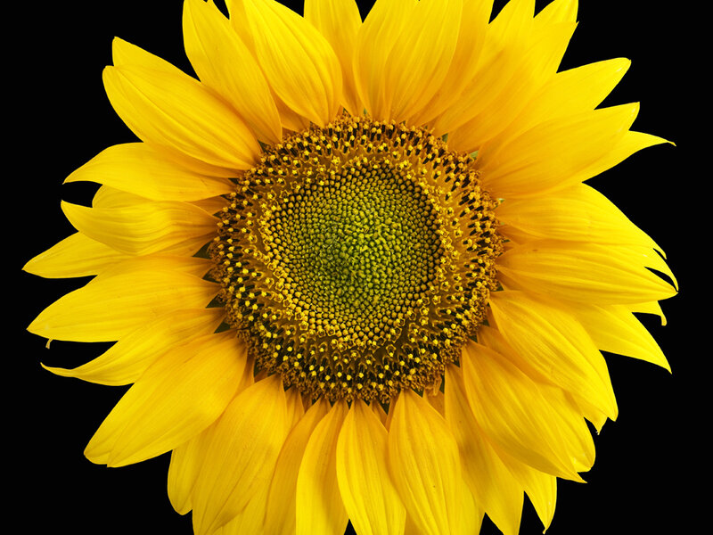 Sunflower Bloom — Yellow