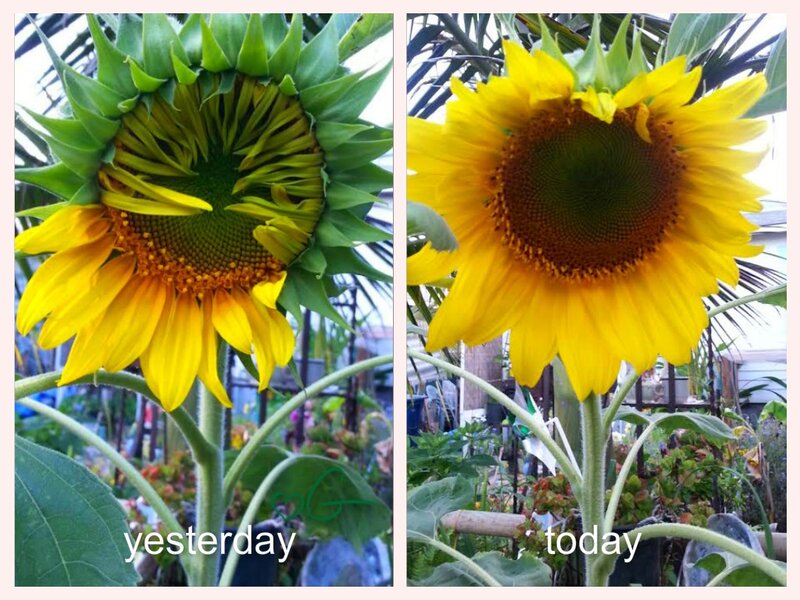 Sunflower Blooming