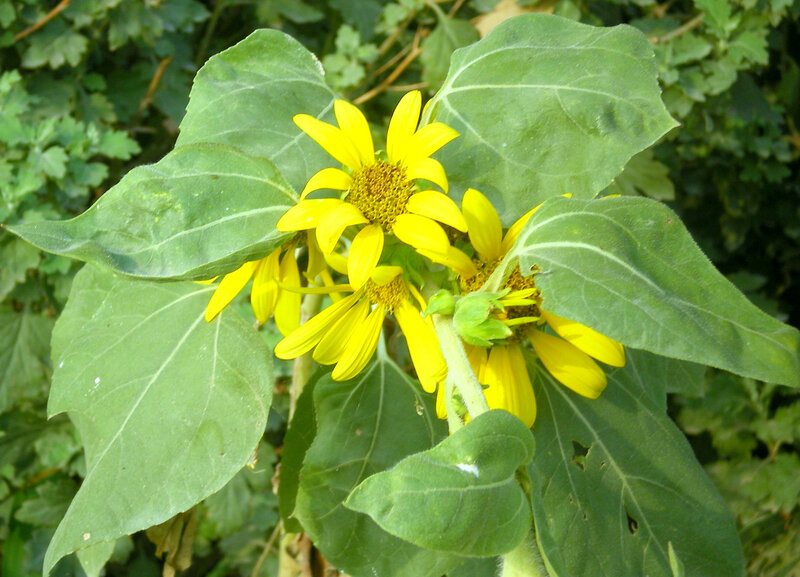 Sunflower Blooms