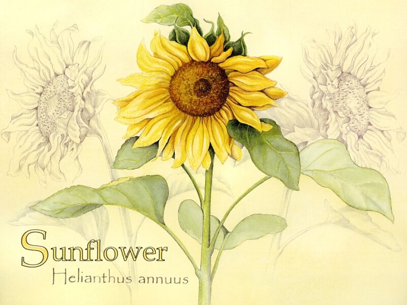 Sunflower botanical illustration