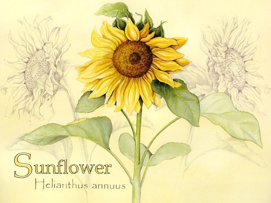 Sunflower botanical illustration
