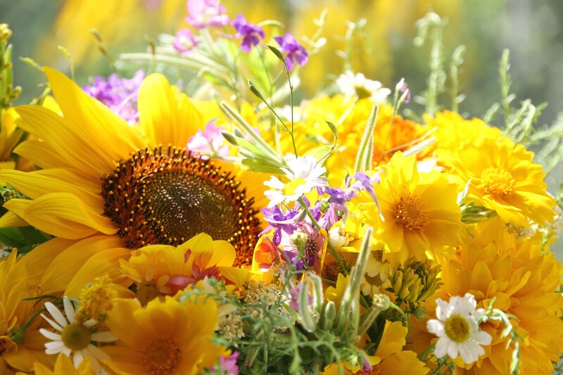 Sunflower Bouquet — Yellow, Bright, Afternoon, Photograph, Daisies