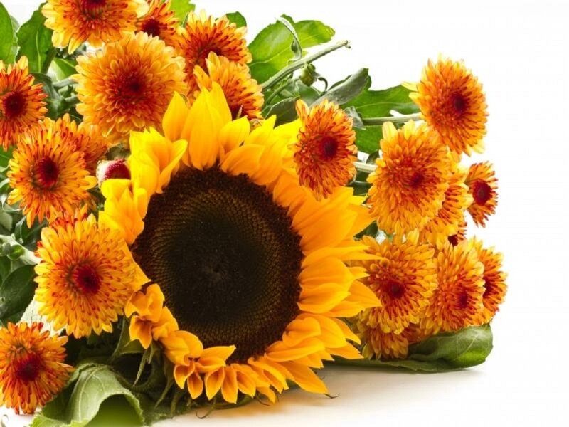 Sunflower Bouquet — Yellow, Bright, Photograph, Chrysanthemums