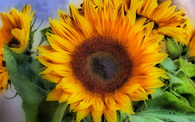 Sunflower Bouquet — Yellow, Bright, Summer, Photograph