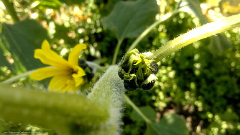 Sunflower bud and flower