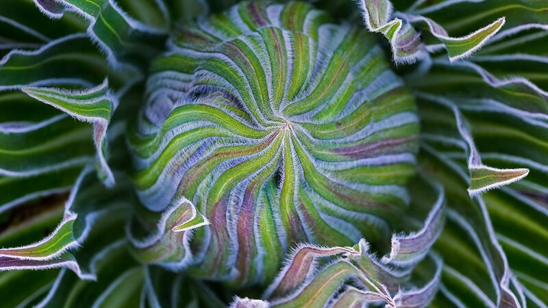 Sunflower Bud Close-up — Green