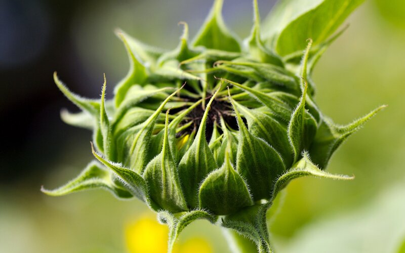 Sunflower bud close-up