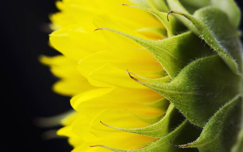 Sunflower Bud Close-up — Yellow, Dramatic