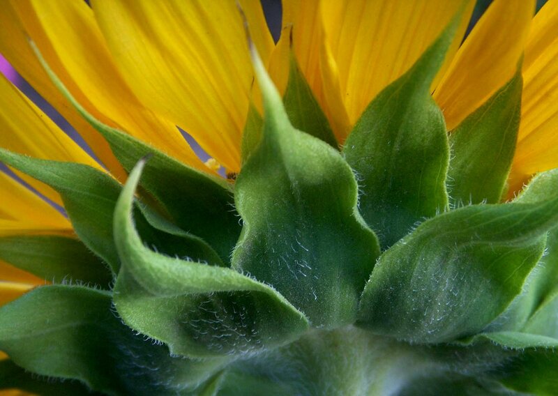Sunflower Bud Close-up — Yellow