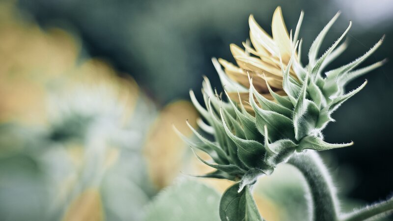 Sunflower Bud — Green