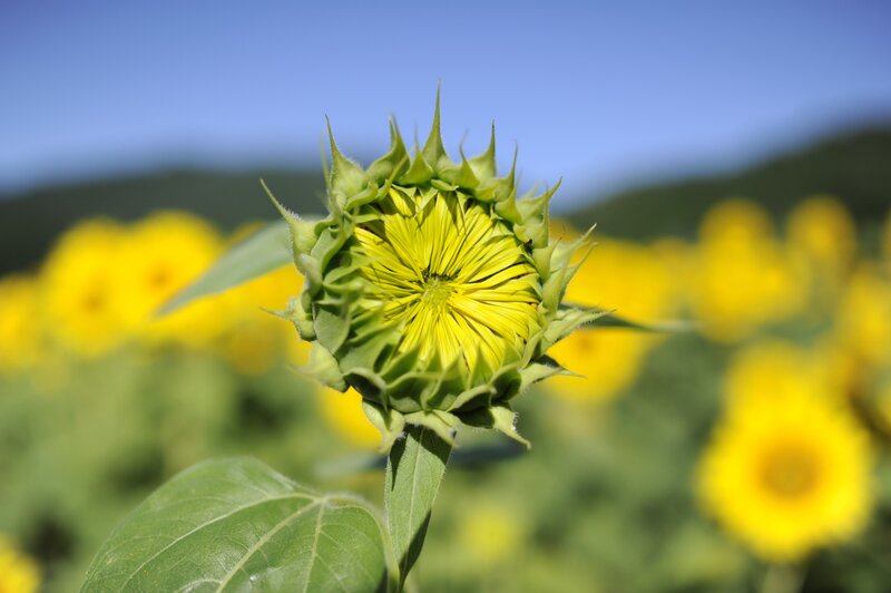 Sunflower bud in a field