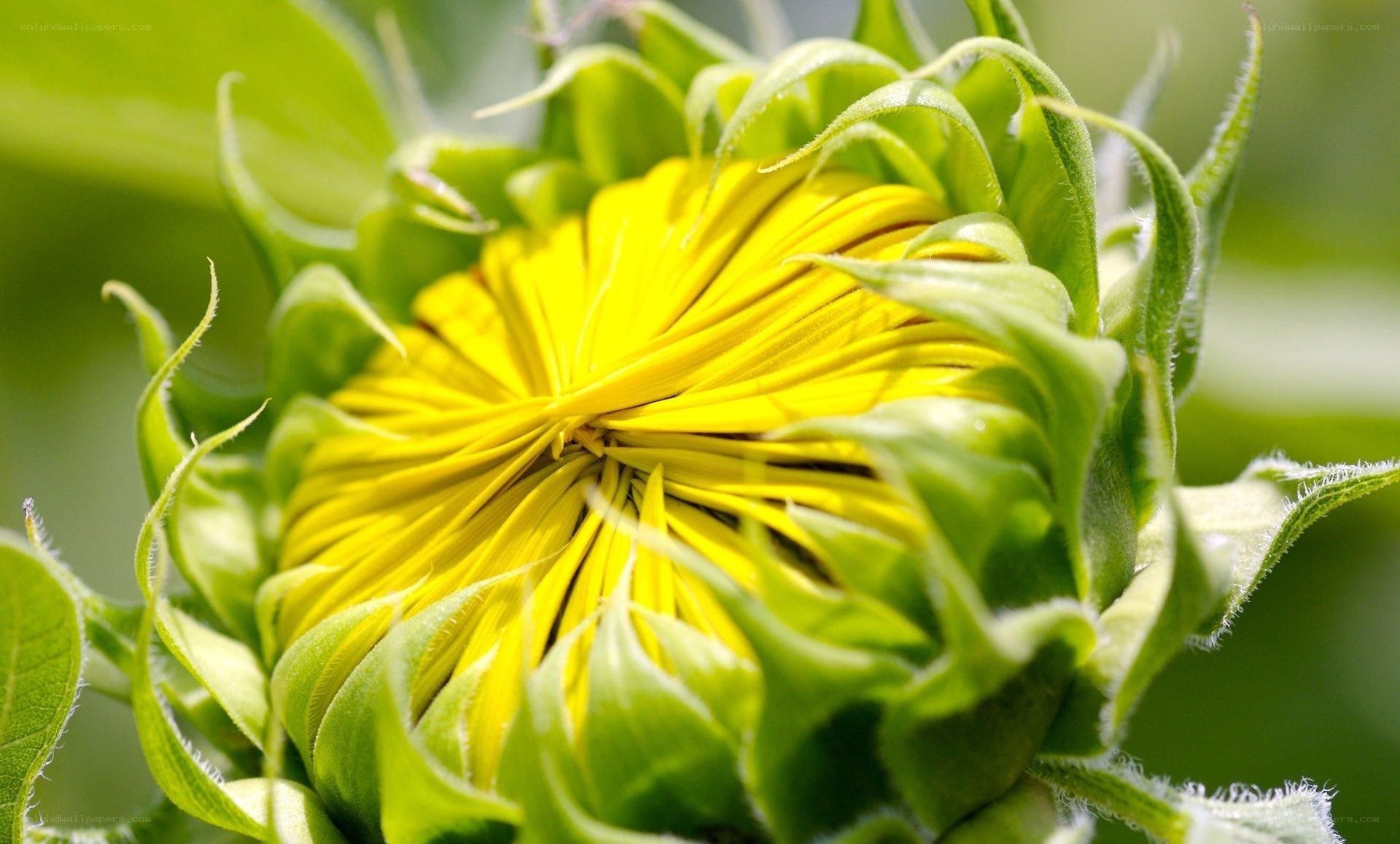 Sunflower bud in bloom